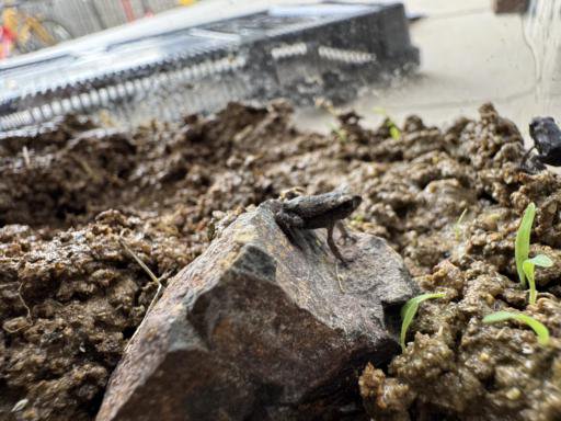 A closeup of a brown frog sitting on a large rock. A second black frog is kind of visible in the background, on the right.