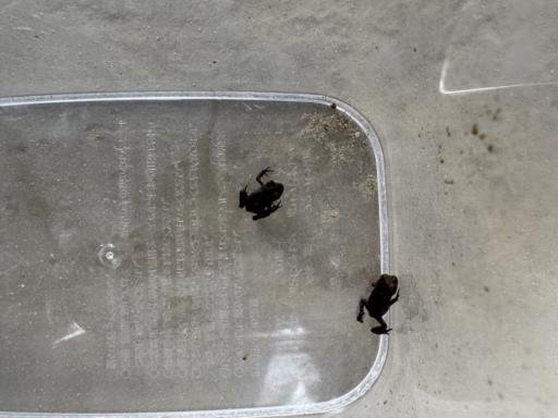 Two small frogs inside a clear plastic container on a gray surface. The frogs are dark-colored, and one is positioned near the center while the other is closer to the edge.