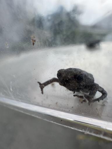 A small frog is seen on a clear plastic surface, its body partially inside the frame. The surface has some smudges and dirt. The frogs textured skin and distinct limbs are visible in the foreground.