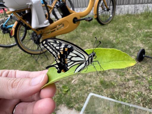 A hand holds a green leaf with a butterfly perched on it from the side, displaying black and white patterned wings with orange accents.