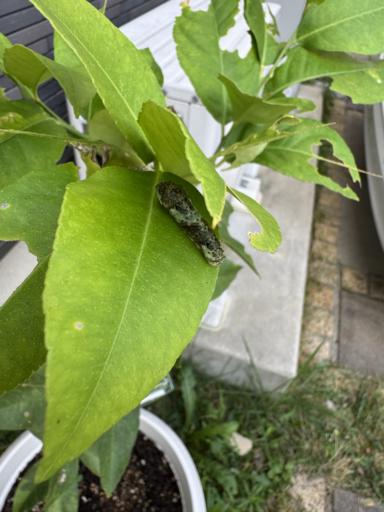 A caterpillar on a green lemon leaf, just starting to change from brown to green.