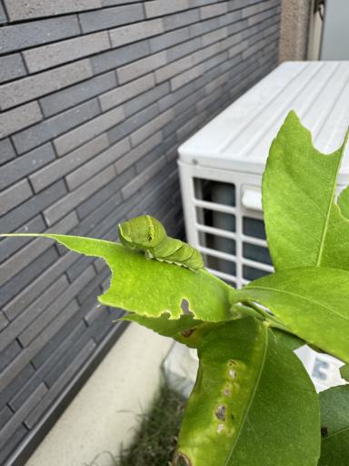A fully green caterpillar sitting proud on a green lemon leaf.